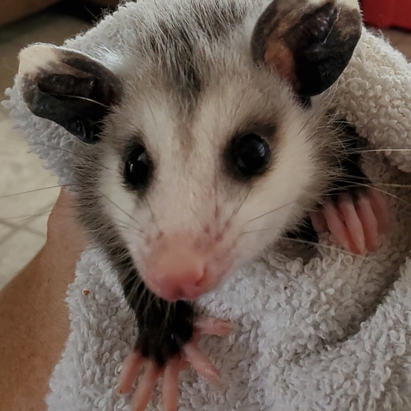 Meet your Posher, Granny - Picture 6 of 6